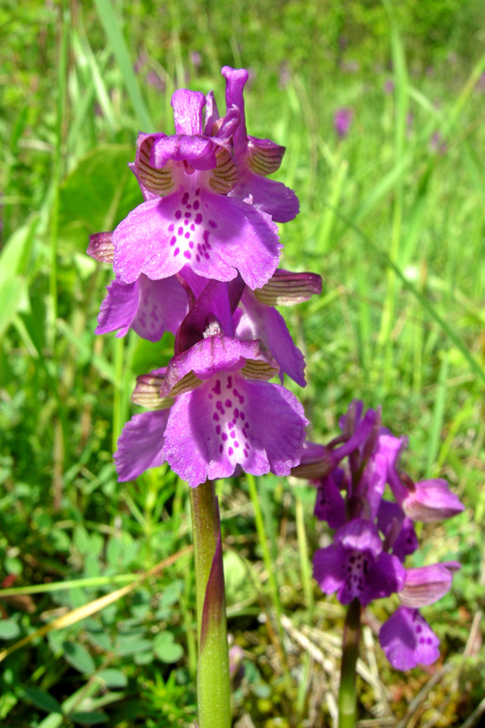 Orchidee del Chianti - Ophrys sphegodes e altre...