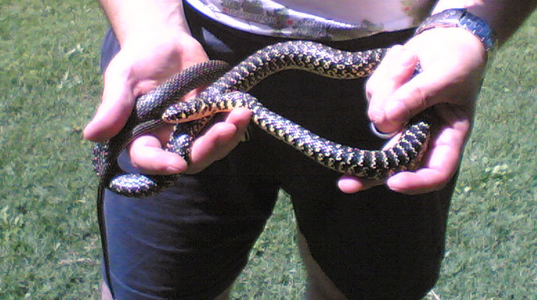 Maneggiare Serpenti