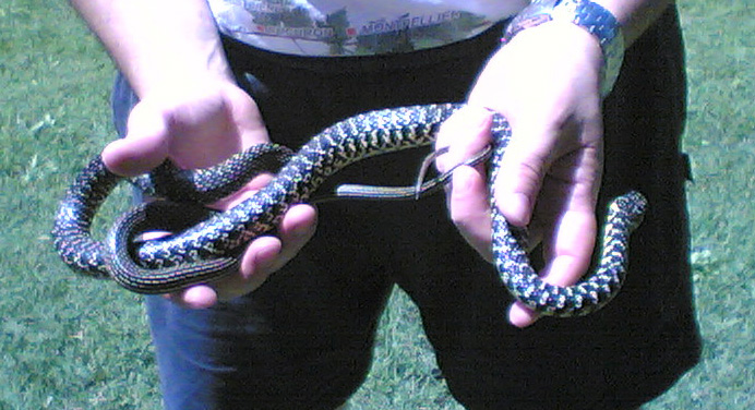 Maneggiare Serpenti