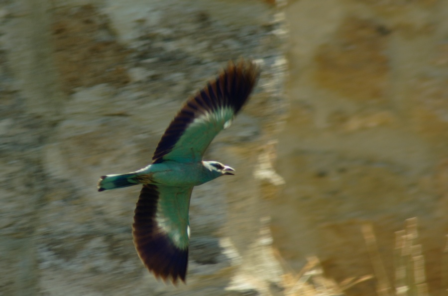 tre uccelli da identificare