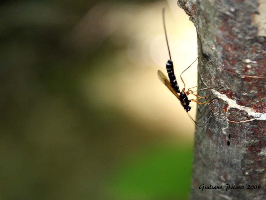 Femmina di Ichneumonidae in azione