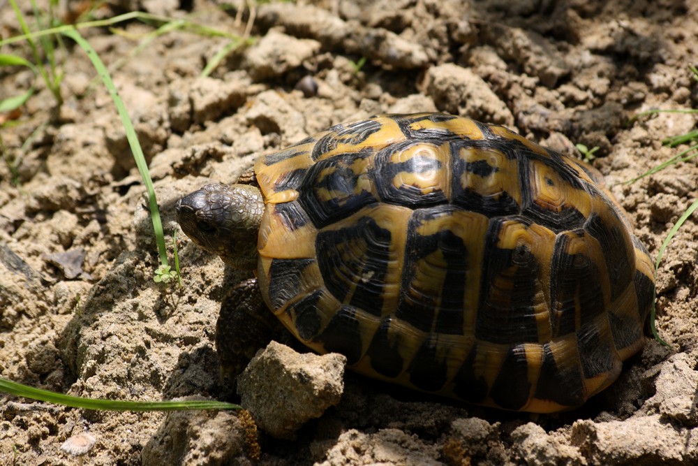 testudo hermanni hermanni