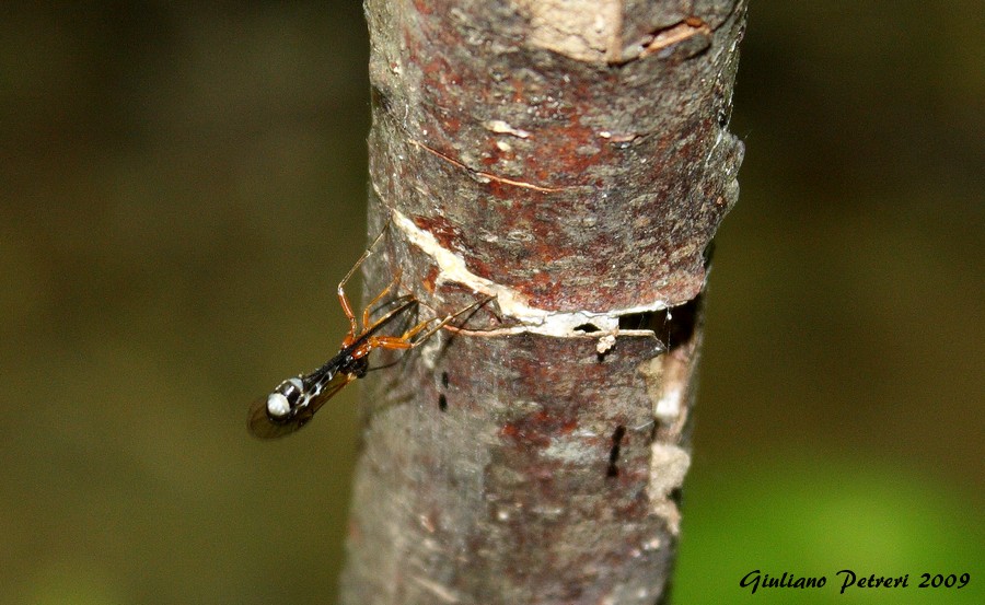 Femmina di Ichneumonidae in azione