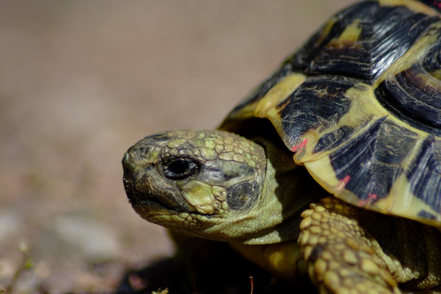 Testudo hermanni a Macchiagrande