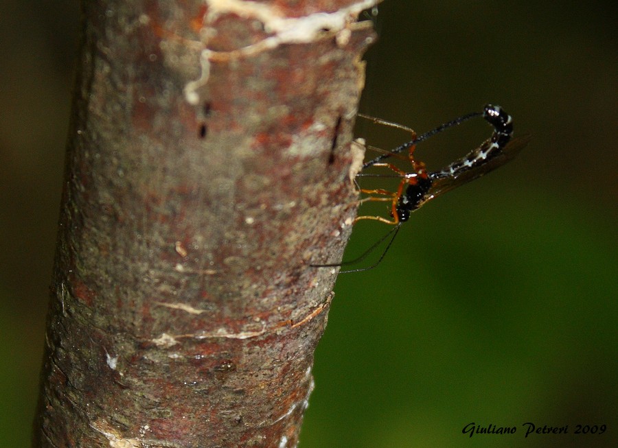 Femmina di Ichneumonidae in azione