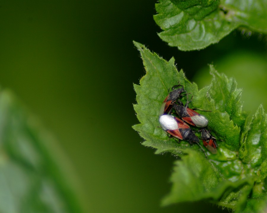 il mio microcosmo