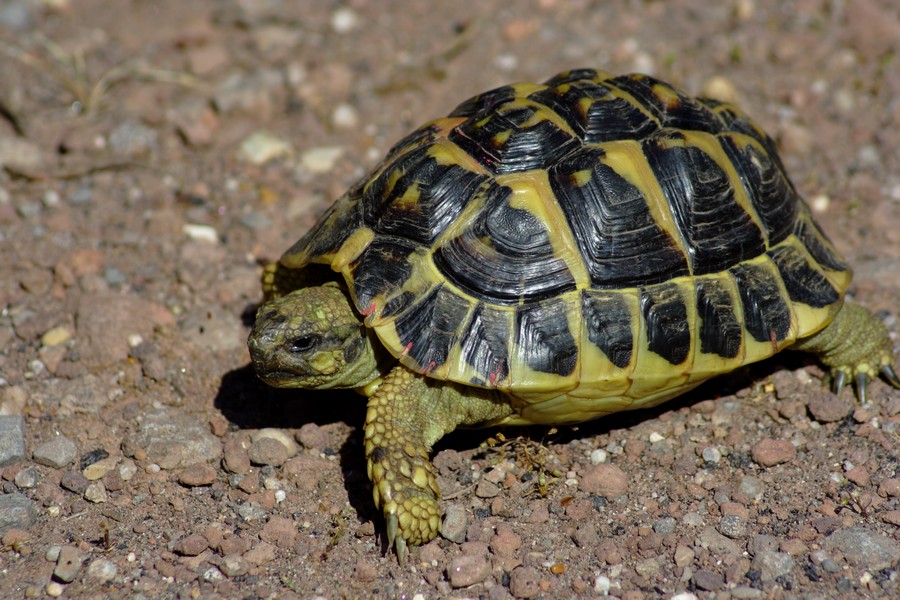 testudo hermanni hermanni