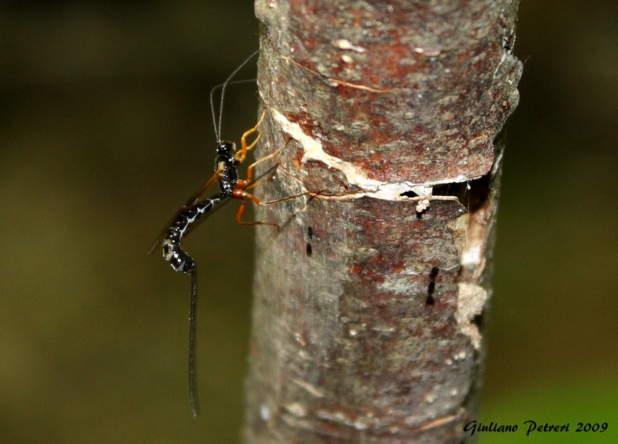 Femmina di Ichneumonidae in azione