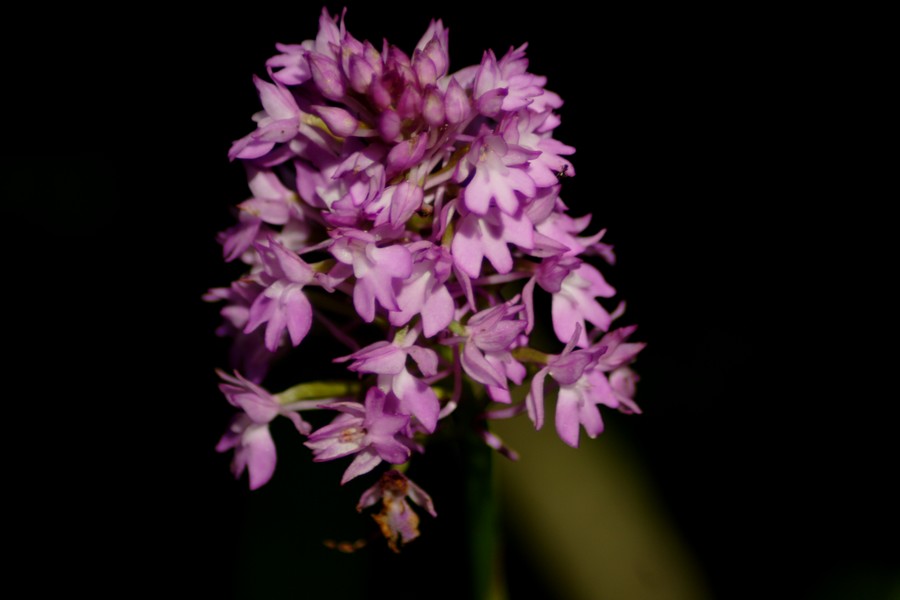 Anacamptis pyramidalis