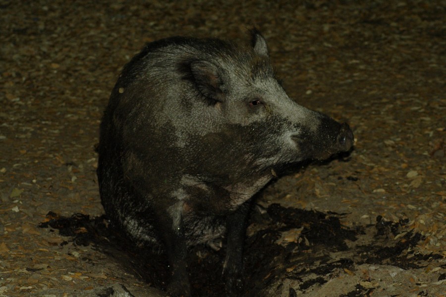 Foto di cinghiale a Castel Fusano (finalmente!)