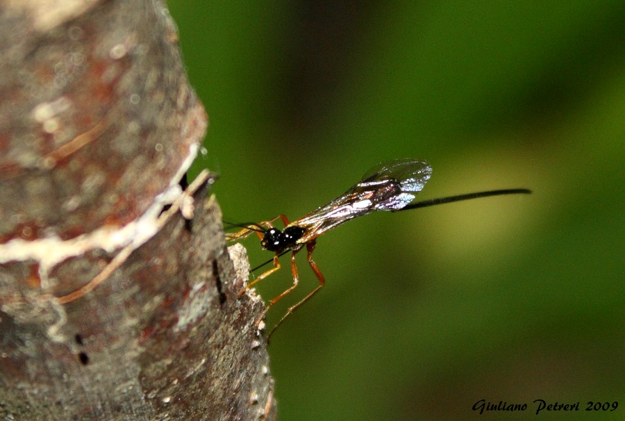 Femmina di Ichneumonidae in azione