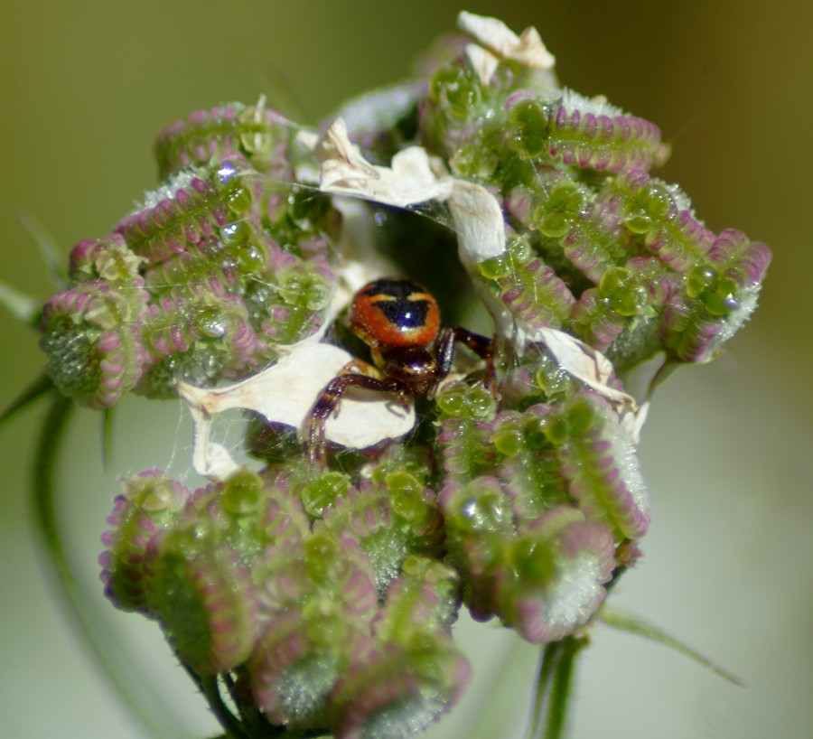 Synaema globosum