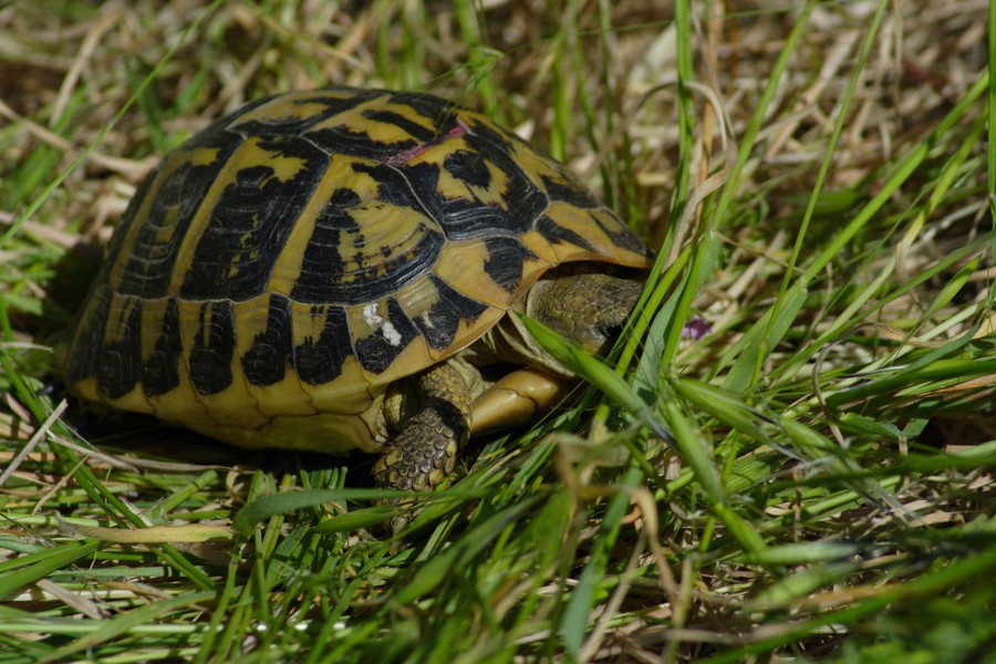 Testudo hermanni a Macchiagrande