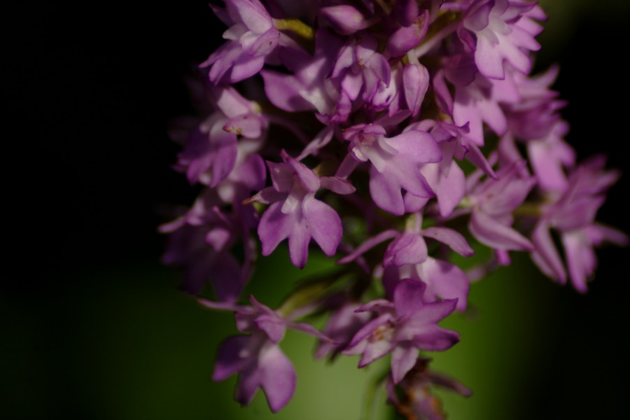 Anacamptis pyramidalis