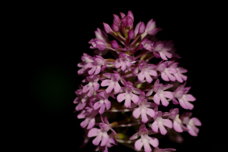 Anacamptis pyramidalis