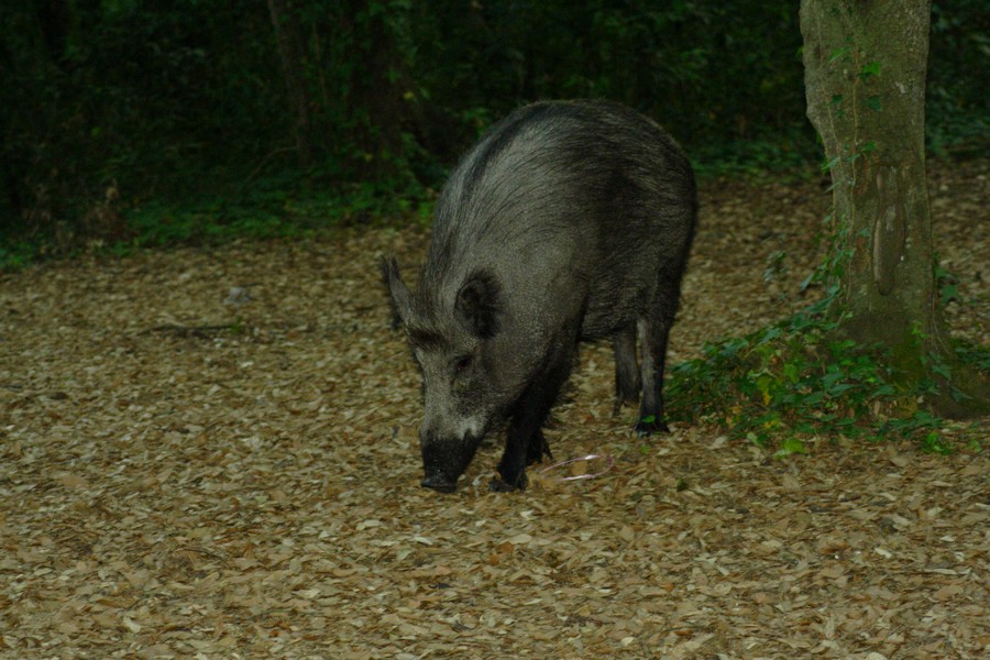 Foto di cinghiale a Castel Fusano (finalmente!)