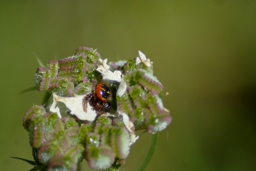 Synaema globosum