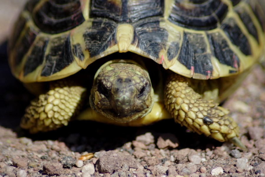 Testudo hermanni a Macchiagrande