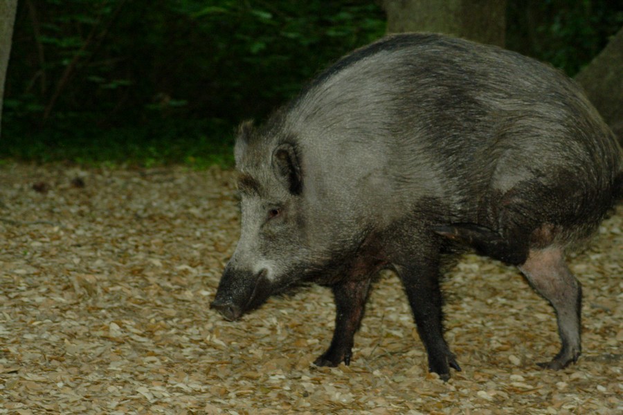 Foto di cinghiale a Castel Fusano (finalmente!)