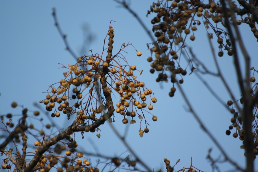 che albero?