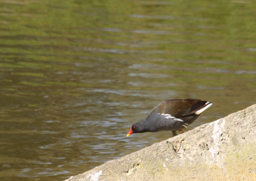 gallinelle in accoppiamento, col terzo bellicoso