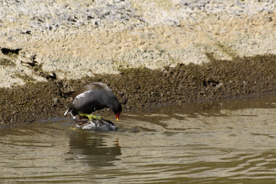 gallinelle in accoppiamento, col terzo bellicoso