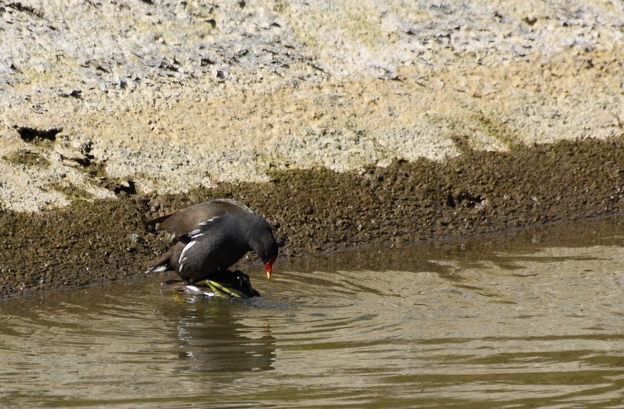 gallinelle in accoppiamento, col terzo bellicoso