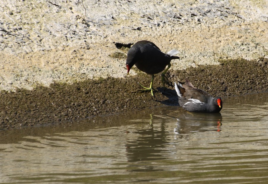 gallinelle in accoppiamento, col terzo bellicoso