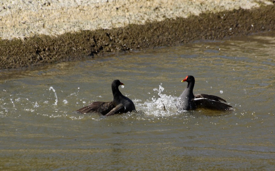 gallinelle in accoppiamento, col terzo bellicoso