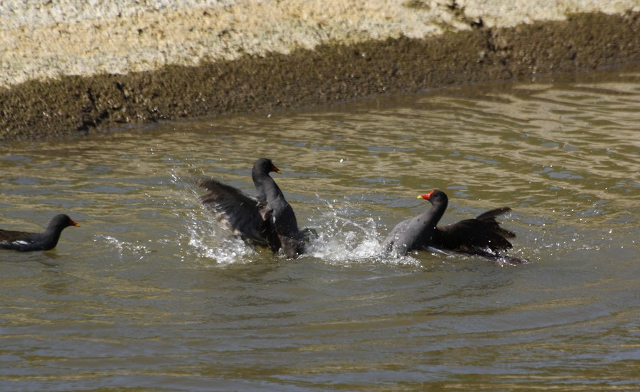 gallinelle in accoppiamento, col terzo bellicoso