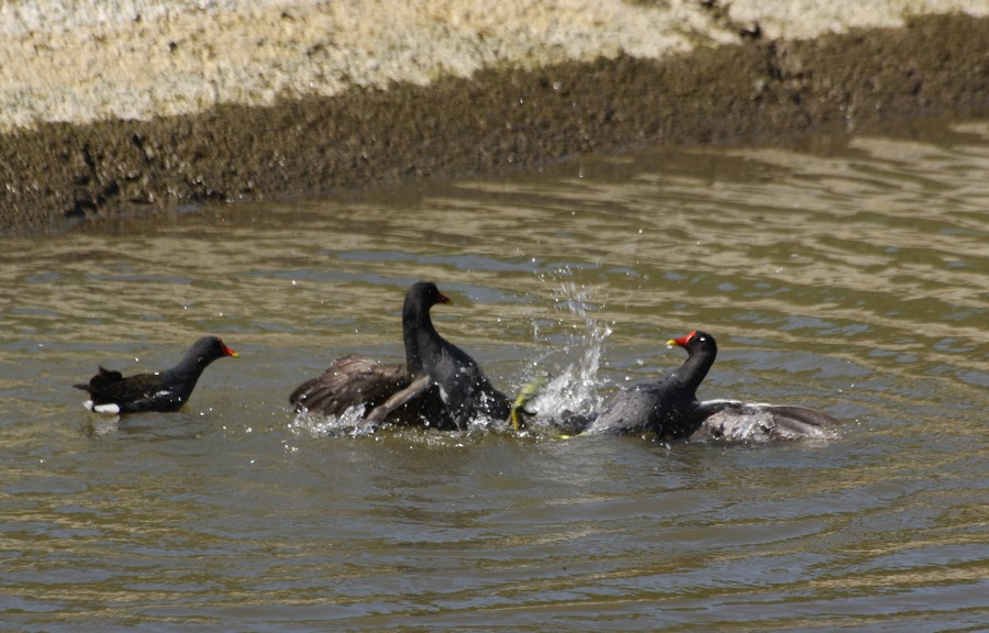 gallinelle in accoppiamento, col terzo bellicoso