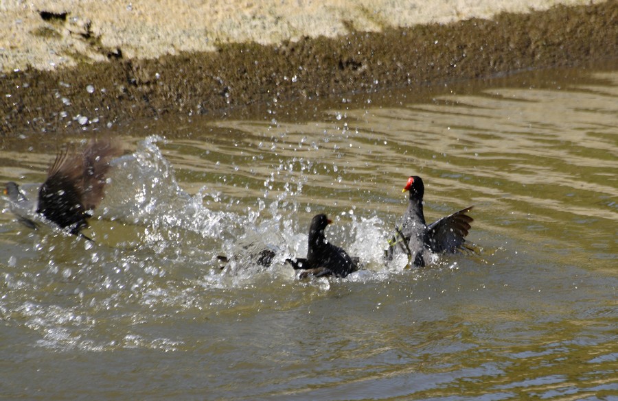 gallinelle in accoppiamento, col terzo bellicoso