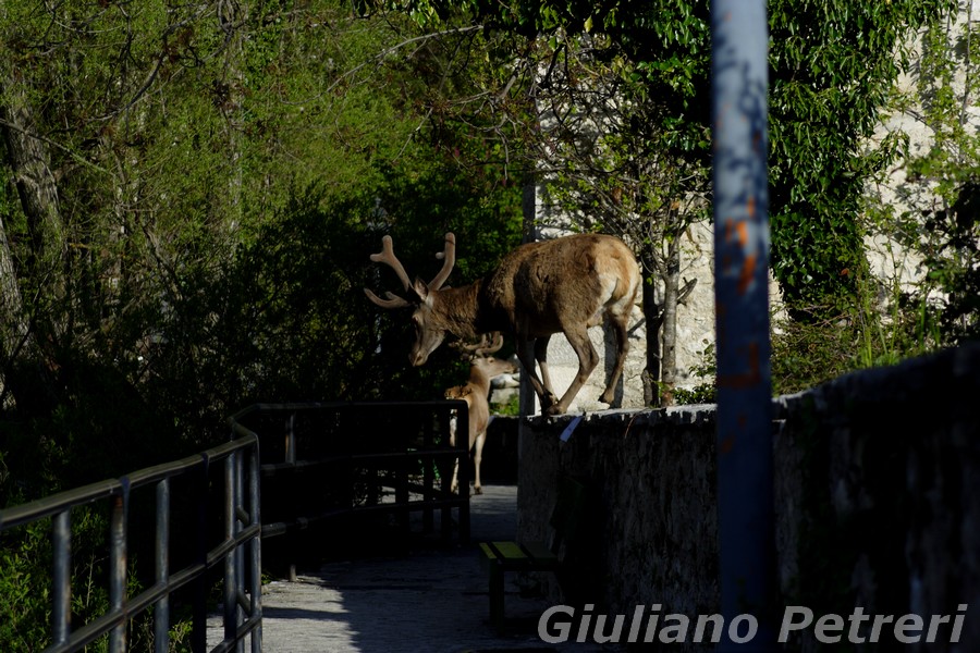 per rimanere in tema...cervi maschi