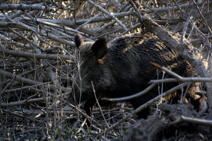 cinghiale, un incontro improvviso