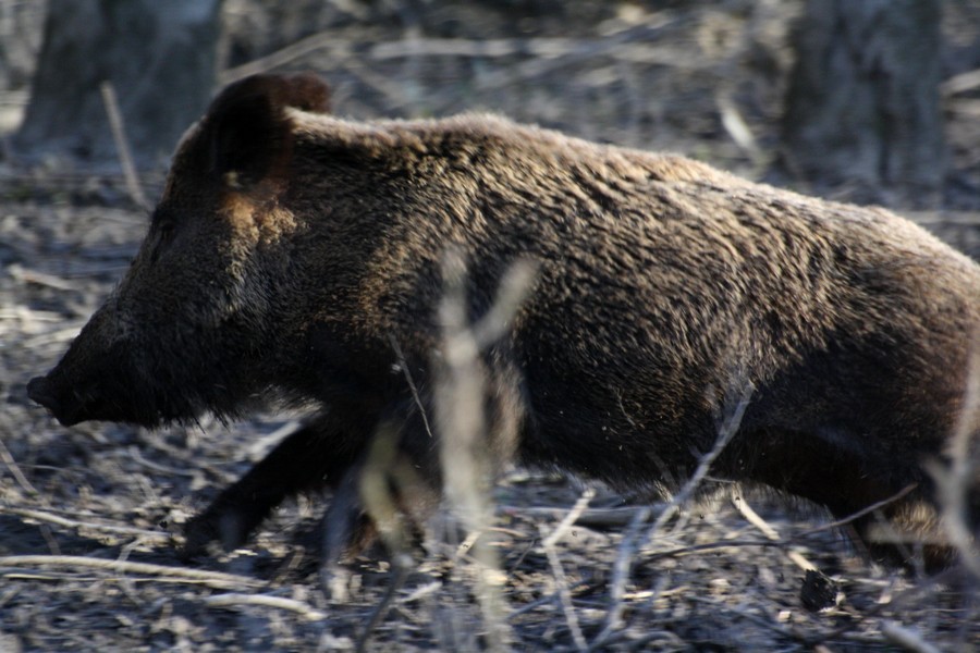 cinghiale, un incontro improvviso