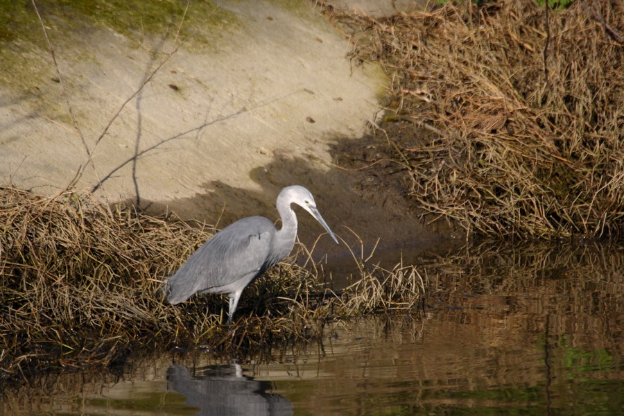 garzetta schistacea - Egretta gularis