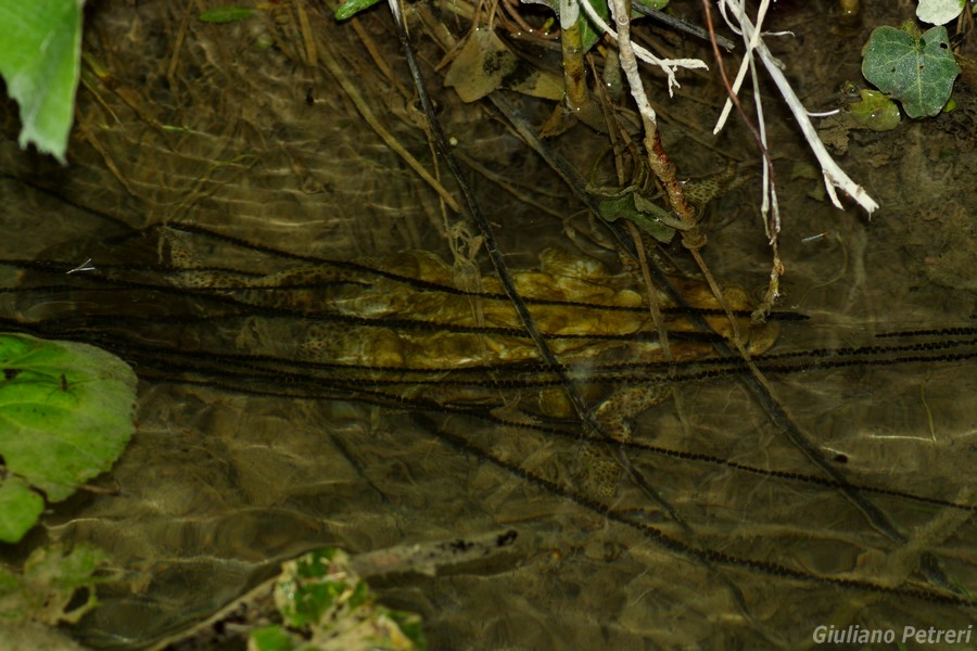 bufo bufo in canto, vistosamente