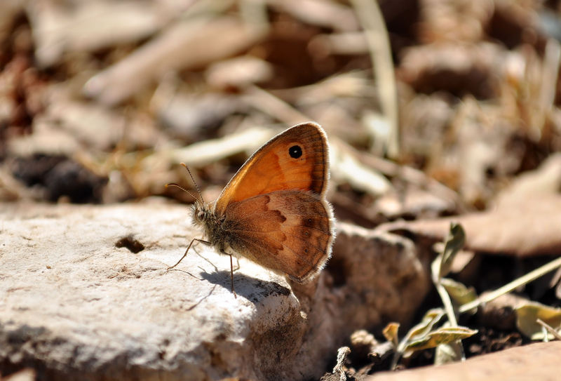 identificazione farfalle