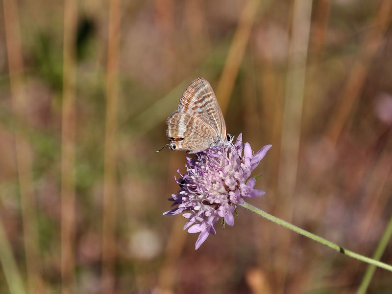 identificazione farfalle