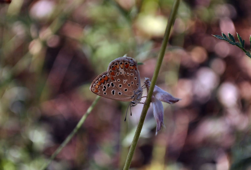 identificazione farfalle