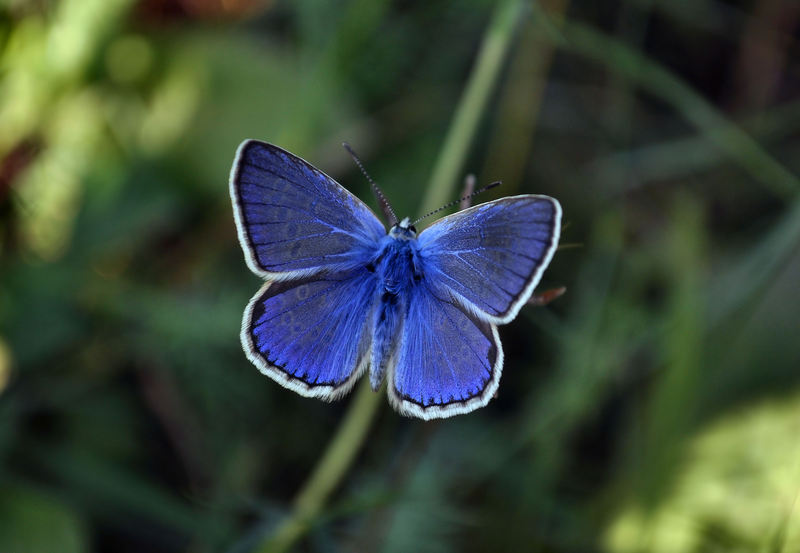 identificazione farfalle