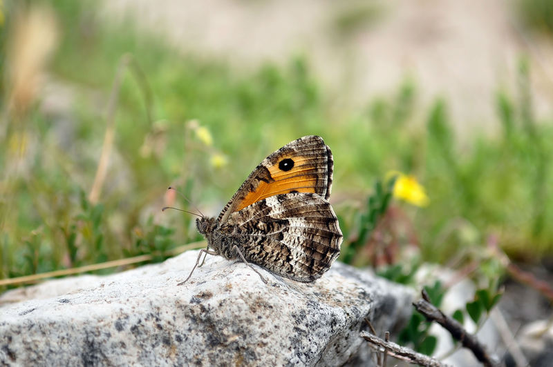 identificazione farfalle