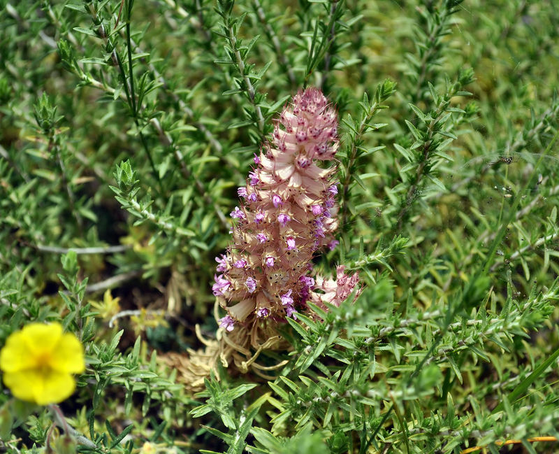 Coris monspeliensis / Coris