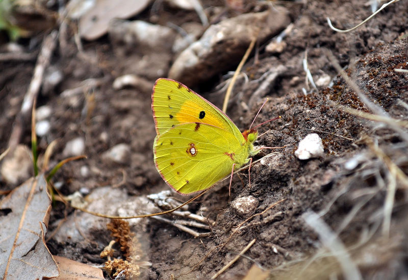 identificazione farfalle