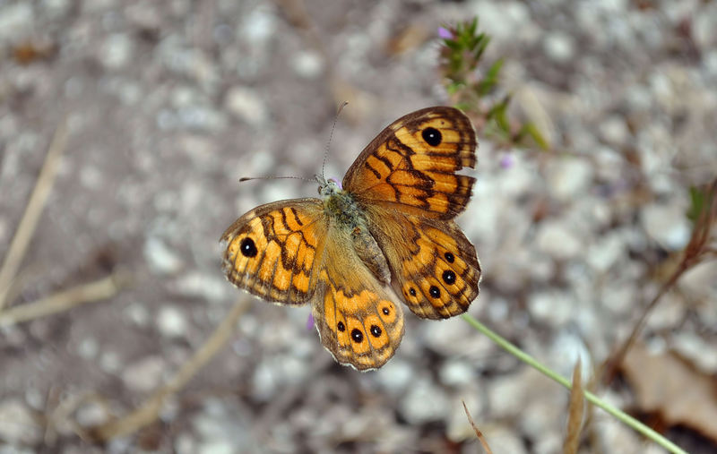 identificazione farfalle