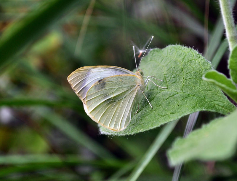 identificazione farfalle