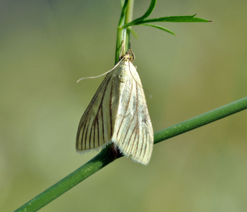 Identificazione