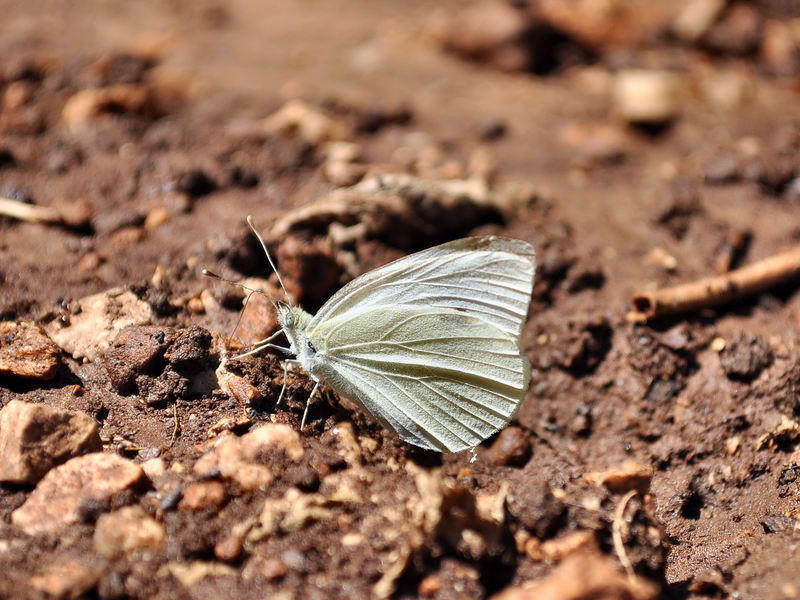 identificazione farfalle