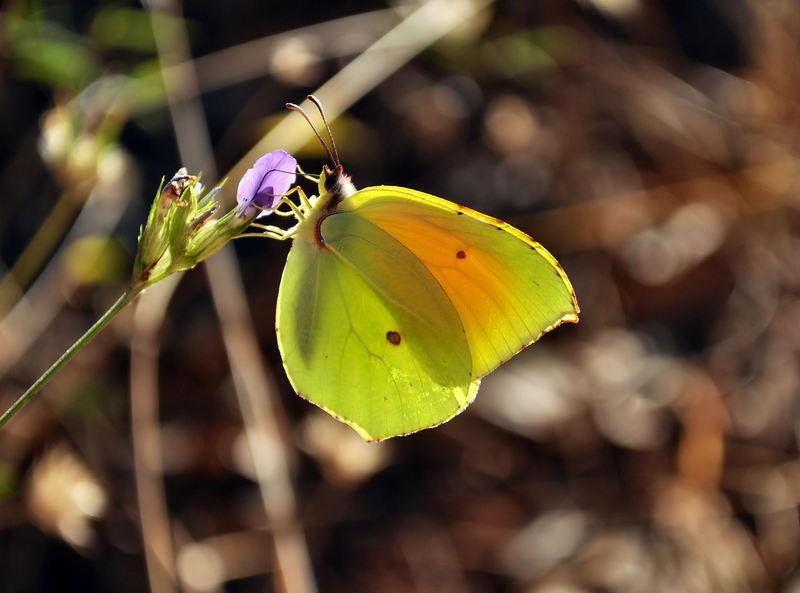 identificazione farfalle