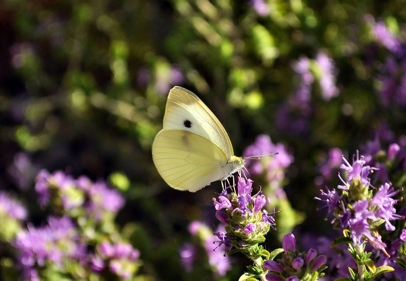 identificazione farfalle